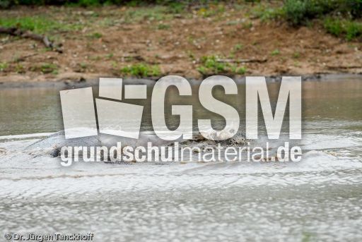 Flusspferd (89 von 104).jpg